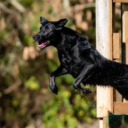 Labrador Retrievers from Tri Star Labradors