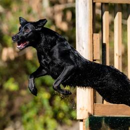 Labrador Retrievers from Tri Star Labradors