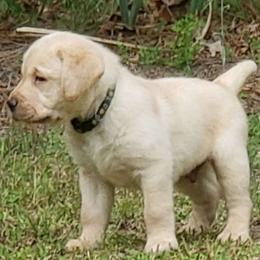 Sakata - Labrador Retriever puppy from Kingdom Kenelz Labradors