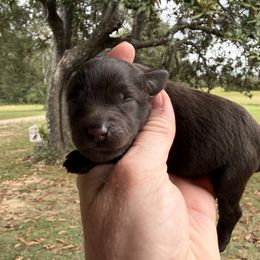 Roux - Liver male Miniature Schnauzer puppy in Silver Creek, Mississippi from Mamie’s Minis, LLC