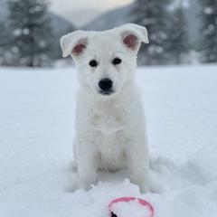 Pink Collar  (Macy) - White female Berger Blanc Suisse puppy in Rice Lake, Wisconsin from Windswept White Swiss Shepherds