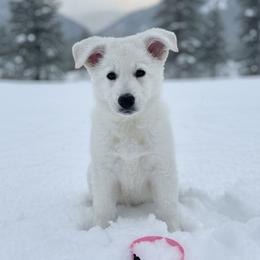 Pink Collar  (Macy) - White female Berger Blanc Suisse puppy in Rice Lake, Wisconsin from Windswept White Swiss Shepherds