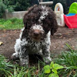 Boy 2 - Brown roan male Lagotto Romagnolo puppy in Salida, California from Harper's Lagotti