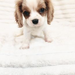 Oolong - Blenheim male Cavalier King Charles Spaniel puppy in Wilburton, Oklahoma from My Kids Kennel