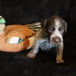 Girl 2 - Brown and gray female Wirehaired Pointing Griffon puppy in Afton, Wisconsin from Daehler's Wirehaired Pointing Griffons