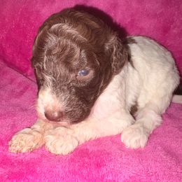 Celeste - Parti female Poodle puppy in Meadowbrook, California from Standard Poodle Pups