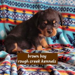 Brown boy - Black and mahogany male Rottweiler puppy in Custer County, Oklahoma from Rough Creek Kennels