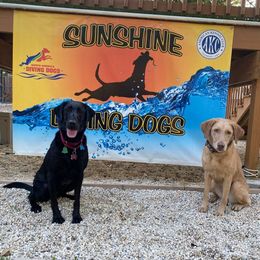 Labrador Retrievers from Heather Perate's Labrador Retrievers