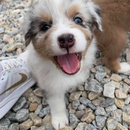Australian Shepherd Puppies from 4t Aussies