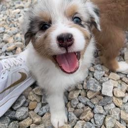 Australian Shepherd Puppies from 4t Aussies