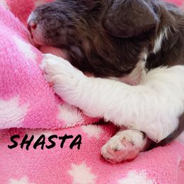 Bernedoodle and Poodle Puppies from Doodles-by-Delilah