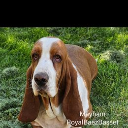 Mayham - Red and white female Basset Hound puppy in Sidney, Nebraska from Royal Baez Basset