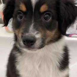 Miniature Australian Shepherds from Gypsy Girl farm