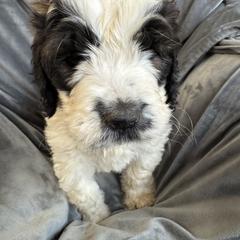 Pixie - Black and white female Saint Berdoodle puppy in San Antonio, Texas from Mammoth Doodles