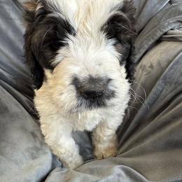Pixie - Black and white female Saint Berdoodle puppy in San Antonio, Texas from Mammoth Doodles