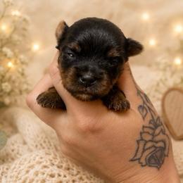 Girl - Black and tan female Yorkshire Terrier puppy in Cornelia, Georgia from Kruz Kennels