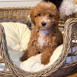 Asher - Apricot male Goldendoodle puppy in Cocoa, Florida from The Beach Doodles