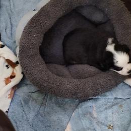 Miniature Australian Shepherds from Terri Vaughn