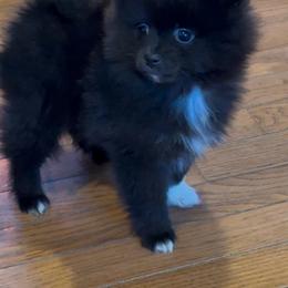 Maizey - Black female Pomeranian puppy in Jackson, New Jersey from Peapod Pomeranians