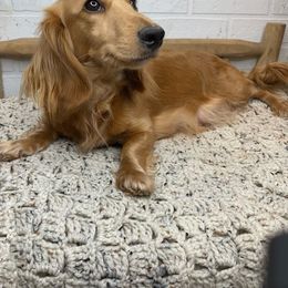 Roofie Roo (Ruthie) - Dachshund