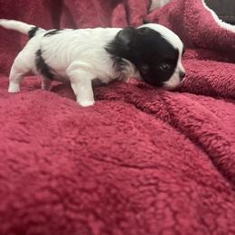 Maria - Black and white female Chihuahua puppy in Fort Myers, Florida from Gulfshore Chihuahuas
