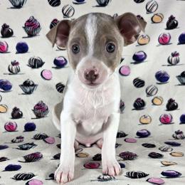 Amaretto - Fawn white and tan male Rat Terrier puppy in Rio Vista, California from CaliRats Rat Terriers