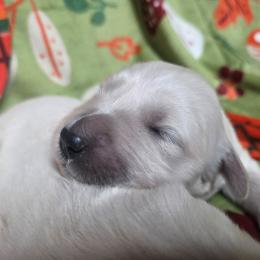 Luna Girl 1 - Light golden female Golden Retriever puppy in Niles, Michigan from Composer Goldens