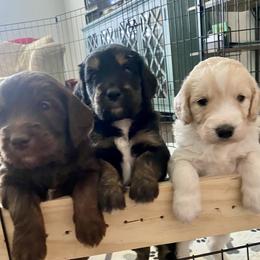 Goldendoodles from Parti Doodles