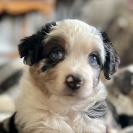 Miniature American Shepherd Puppies from Wigglebottom Shepherds
