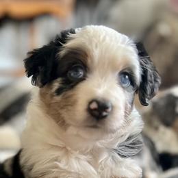 Miniature American Shepherd Puppies from Wigglebottom Shepherds