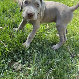Weimaraner Puppies from Baird Weims - AKC registered