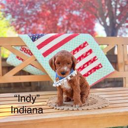 Indiana - Red  male Goldendoodle puppy in Springville, Utah from JW Doodles