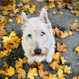 Winnie - Scottish Terrier
