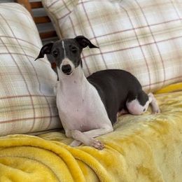 Blueberry - Italian Greyhound