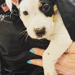 Russell Terriers from Lazy Z Ranch