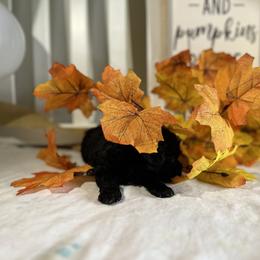 Poodle All Grown Up from Parti-Pawz