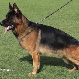 German Shepherd All Grown Up from Haus Morales German Shepherds