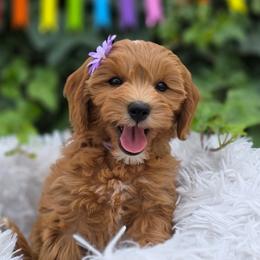 Penny - Apricot female Goldendoodle puppy in Payson, Utah from Missy Doodles