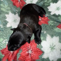 Pink Collar - Fawn sable female Belgian Malinois puppy in Trenton, Georgia from Laeknir K9