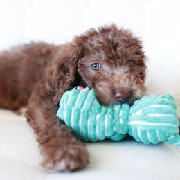 Aussiedoodle Puppies from Nellie’s AussieDoodles