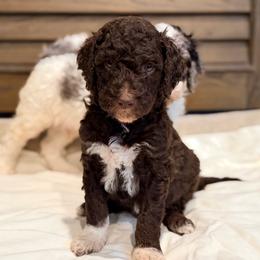 Thyme - Chocolate male Goldendoodle puppy in Macclenny, Florida from Baker County Goldendoodles