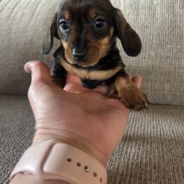 Girl 3 - Red female Dachshund puppy in Plato, Missouri from David & Stacey's Dachshunds
