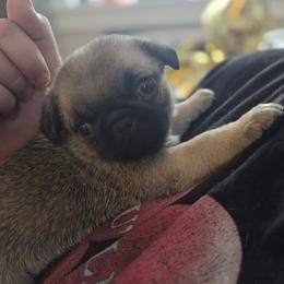 Waffle - Fawn male Pug puppy in Cincinnati, Ohio from Pugs513