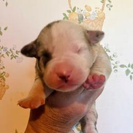 Boy 4 - male Alapaha Blue Blood Bulldog puppy in Grafton, Ohio from Eclipse Alapaha Kennels