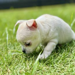 Border Collie and Chihuahua Puppies from Brooks Grove Canines LLC