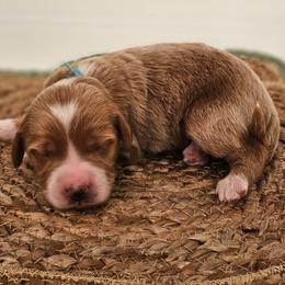 Lenny - Apricot male Goldendoodle puppy in Connersville, Indiana from Dessie's Doodles