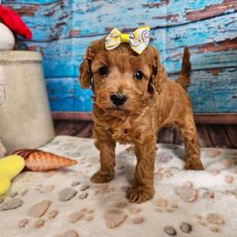 Steph - Apricot female Cavapoo puppy in Lebanon, Missouri from Leerose Puppies