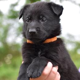 Orange Collar Girl - Black female German Shepherd puppy in Oxford, Arkansas from Atlas Shepherds
