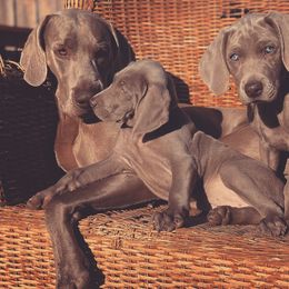 German Shorthaired Pointer and Weimaraner Puppies from SilverBay GunDogs