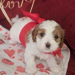 Dua - Blenheim female Cavapoo puppy in Newport, North Carolina from Crystal Coast Cavapoodles